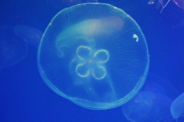 포토 JPG 해외이미지 모양 동물 야생동물 바다 백그라운드 자연 생물 사람없음 물 파란색 빛 수중 수영 어둠 투명 위험 수족관 젤리 해파리 광 깊이 해외포토 자연요소 컬러 컨셉 디저트 수상스포츠 자포동물 생태계 파일형식 이미지허브