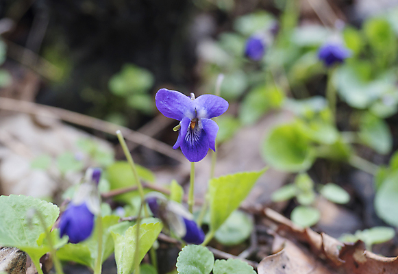 포토 JPG 해외이미지 식물 계절 꽃잎 꽃 백그라운드 잎 꽃무늬 자연 부활절 사람없음 목재 장식 초록색 파란색 컬러풀 머리 보라색 봄 들꽃 벚꽃 개화 황무지 우아함 닫기 달콤 숲 다발 제비꽃 향수 향기 아로마 아로마테라피 해외포토 나무 기념일 컬러 컨셉 무늬 재료 모션 신체부위 화장품 맛 생태계 냄새 테라피 파일형식 이미지허브