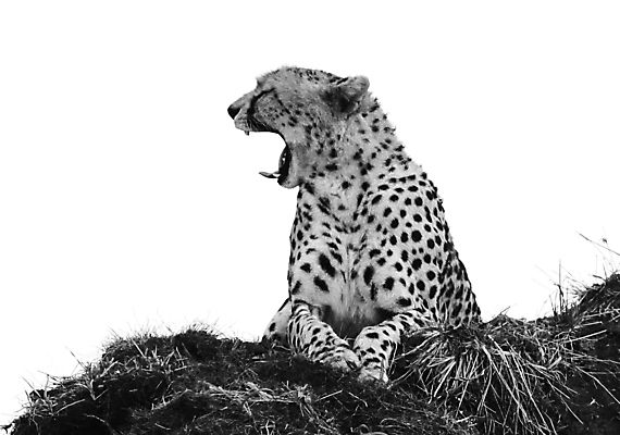 포토 JPG 해외이미지 주간 한마리 야생동물 흑백 앉기 사람없음 야외 육식동물 하품 치타 해외포토 자연요소 동물 1 포유류 모션 촬영기법 생리현상 파일형식 이미지허브