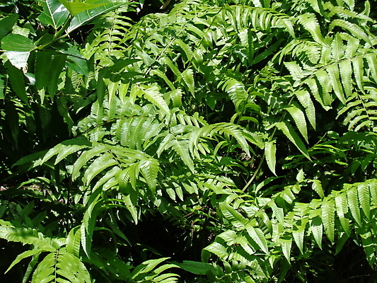 포토 JPG 해외이미지 나무 식물 디자인 계절 공원 줄기 백그라운드 잎 패턴 자연 사람없음 야외 초록색 정원 어둠 봄 성장 신선 숲 열대우림 자르기 질감 내추럴 고립 양치류 이국적 해외포토 공공시설 컬러 무늬 모션 생태계 파일형식 이미지허브