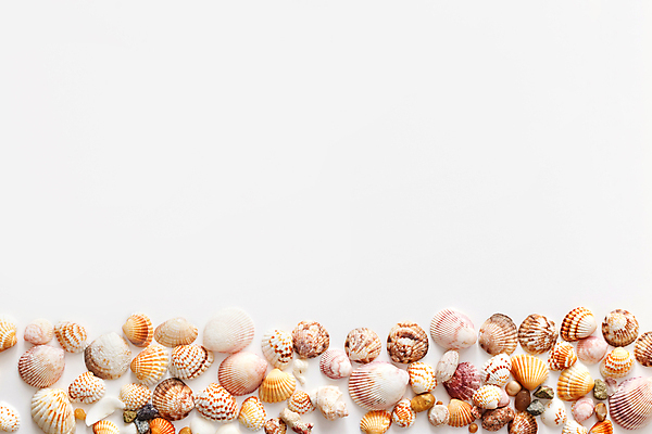 포토 JPG 해외이미지 디자인 바다 분홍색 여행 백그라운드 컨셉 자연 휴가 조개 연체동물 프레임 항해 나선형 갑각류 사람없음 여름 컬러풀 갈색 수중 껍질 흰색 변화 혼합 수집 질감 베트남 가리비 내추럴 강렬 고립 동물상 이국적 많음 카피스페이스 해외포토 동물 계절 컬러 무늬 배_교통 어패류 무척추동물 조형물 동남아시아 공백 생태계 파일형식 이미지허브