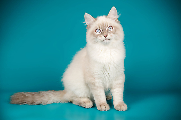 포토 JPG 해외이미지 한마리 사람없음 파란색 반려동물 고양이 네바마스커레이드 해외포토 동물 1 컬러 포유류 파일형식 이미지허브