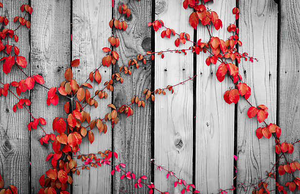 포토 JPG 해외이미지 나무 식물 디자인 외관 벽 백그라운드 잎 꽃무늬 패턴 건축양식 자연 벽지 추상 주택 미술 사람없음 야외 건물 목재 장식 빨간색 울타리 환경 정원 수확 가을 흰색 나뭇가지 판넬 널 덩굴 에코 질감 포도나무 아이비 잡동사니 내추럴 뒤뜰 수목 옛날 해외포토 건축물 계절 건축 꽃 컬러 무늬 농업 재료 문화예술 담장 과일나무 생태계 파일형식 이미지허브