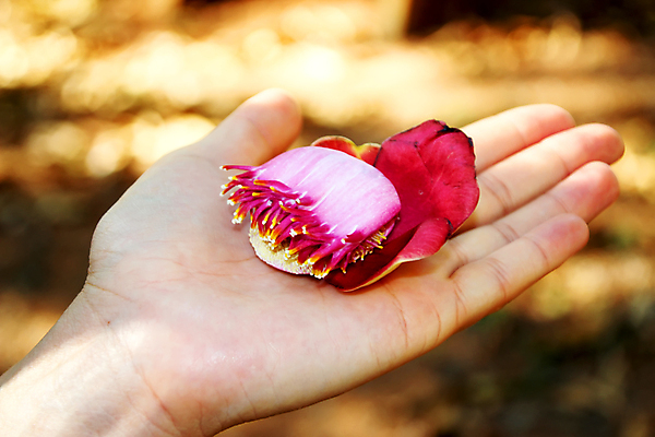 포토 JPG 해외이미지 나무 식물 손 꽃잎 꽃 아시아 종교 분홍색 꽃무늬 공 태국 자연 손바닥 사람없음 장식 빨간색 여름 컬러풀 노란색 정원 스파 봄 견과류 벚꽃 신선 개화 향기 대포 내추럴 여의주 이국적 해외포토 계절 나라 무기 컬러 무늬 신체부위 생태계 냄새 파일형식 이미지허브