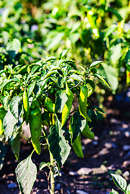 포토 JPG 해외이미지 식물 백그라운드 잎 밭 농업 과일 재료 자연 파프리카 풍경 사람없음 초록색 여름 농작물 농장 맑음 수확 시골 지역 후추 내추럴 조지아 화창 세련 해외포토 계절 산업 컬러 채소 날씨 향신료 생태계 동유럽 파일형식 이미지허브