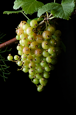포토 JPG 해외이미지 식물 열매 잎 농업 과일 자연 매달리기 종류 사람없음 빨간색 초록색 빛 반사 정원 성장 나뭇가지 신선 원형 투명 그룹 변화 작음 큼 다발 수집 생물학 무거움 유지 내추럴 건포도 구스베리 베어링 숙성 많음 해외포토 도형 나무 교육 산업 컬러 컨셉 모션 포도 무게 크기 생태계 건과일 파일형식 이미지허브