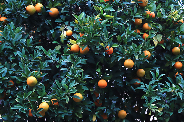 포토 JPG 해외이미지 나무 식물 농업 오렌지 과일 귤 사람없음 나뭇가지 해외포토 산업 파일형식 이미지허브
