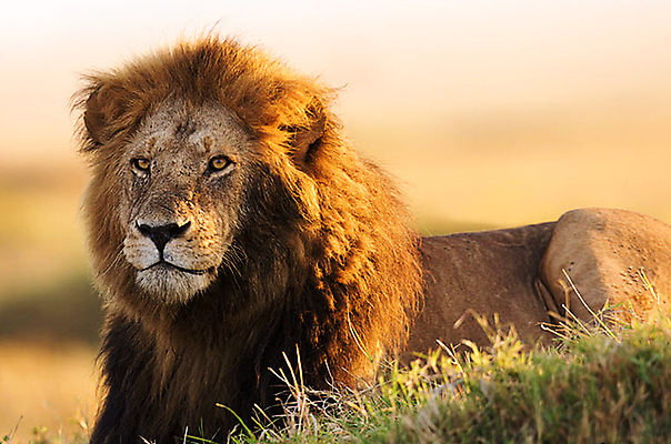 포토 JPG 해외이미지 주간 한마리 야생동물 사람없음 야외 아웃포커스 육식동물 숫사자 해외포토 자연요소 동물 1 촬영기법 사자 수컷 파일형식 이미지허브