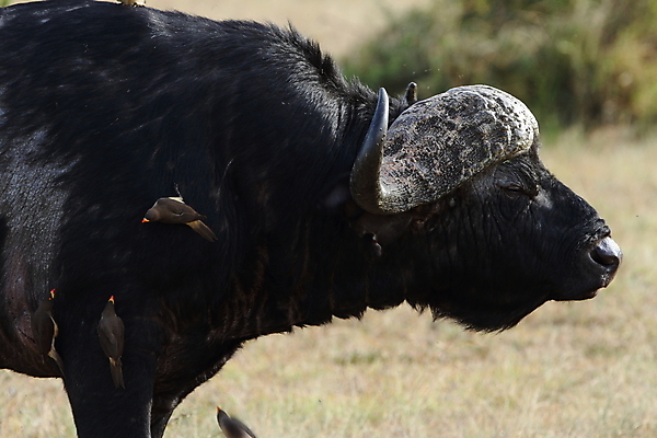 포토 JPG 해외이미지 동물 야생동물 포유류 아프리카 자연 초식동물 뿔 국립공원 종류 풍경 사람없음 야외 머리 검은색 힘 소 원주민 군중 위험 큼 방목 황소 영양 케냐 마사이족 사바나 세렝게티 탄자니아 해외포토 공원 나라 컬러 컨셉 사람 신체부위 아프리카인 축산업 크기 생태계 파일형식 이미지허브