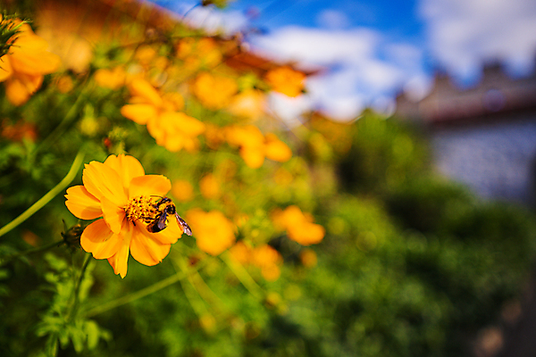 포토 JPG 해외이미지 식물 동물 공원 꽃잎 꽃 곤충 백그라운드 잎 꽃무늬 밭 날개 오렌지 자연 하늘 풍경 사람없음 야외 초록색 여름 파란색 빛 컬러풀 노란색 정원 맑음 봄 벚꽃 신선 황금 닫기 벌 허브 코스모스 보케 꽃가루 시럽 꿀 내추럴 해외포토 계절 공공시설 컬러 무늬 농업 과일 모션 날씨 가루 생태계 파일형식 이미지허브