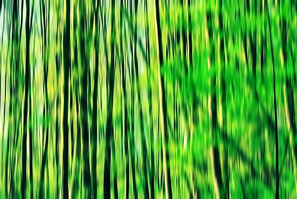 포토 JPG 해외이미지 나무 공원 백그라운드 패턴 모션 자연 추상 미술 사람없음 야외 세로 초록색 활발 소프트포커스 숲 큼 질감 내추럴 블러 해외포토 식물 공공시설 컬러 컨셉 무늬 문화예술 촬영기법 크기 생태계 파일형식 이미지허브