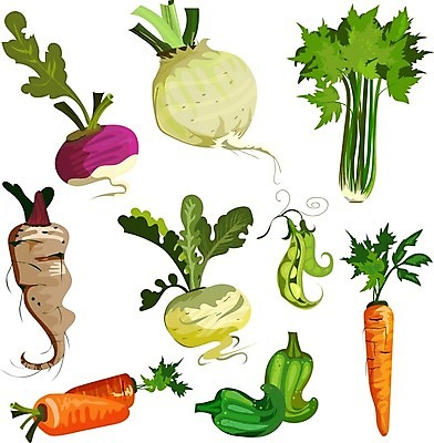EPS 해외이미지 일러스트 파프리카 사람없음 농작물 당근 수확 완두콩 샐러리 비트 사탕무 순무 콜라비 해외일러스트 식물 농업 채소 콩 뿌리채소 파일형식 벡터 이미지허브