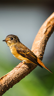 포토 JPG 해외이미지 나무 식물 동물 공원 야생동물 오렌지 태국 자연 조류 앉기 사람없음 야외 빨간색 초록색 정원 나뭇가지 관찰 황무지 작음 깃털 통로 사냥 공포 동물상 해외포토 공공시설 아시아 컬러 과일 모션 조형물 크기 생태계 파일형식 이미지허브