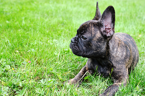 포토 JPG 해외이미지 동물 1 응시 행복 얼굴 새끼 포즈 친절 앉기 사람없음 초록색 반려동물 갈색 정원 검은색 기쁨 흰색 아기 주름 개 달콤 강아지 작음 호기심 황소 불독 프랑스어 경보 신앙심 카피스페이스 해외포토 문자 시선 감정 컬러 컨셉 포유류 모션 사람 신체부위 공백 소 맛 크기 파일형식 이미지허브