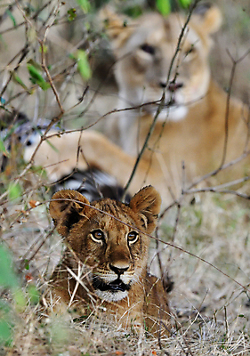 포토 JPG 해외이미지 주간 야생동물 새끼 두마리 사람없음 야외 아웃포커스 나뭇가지 소프트포커스 사자 육식동물 암사자 해외포토 자연요소 나무 동물 2 포유류 촬영기법 암컷 파일형식 이미지허브