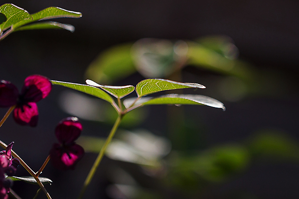 포토 JPG 해외이미지 식물 꽃잎 꽃 잎 꽃무늬 농업 과일 자연 사람없음 야외 초록색 컬러풀 새싹 정원 초콜릿 일본 보라색 봄 성장 벚꽃 나뭇가지 신선 닫기 제비꽃 향기 포도나무 내추럴 떠남 해외포토 나무 계절 산업 아시아 컬러 무늬 모션 디저트 과일나무 생태계 냄새 파일형식 이미지허브