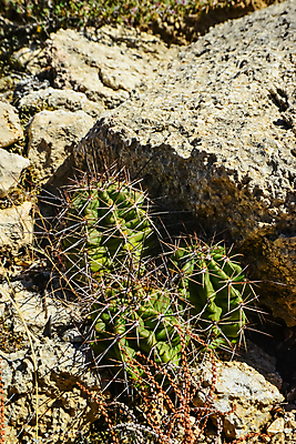 포토 JPG 해외이미지 나무 식물 꽃 야생동물 분홍색 여행 백그라운드 꽃무늬 과일 자연 날씨 선인장 건조 풍경 사람없음 초록색 물 여름 파란색 컬러풀 보라색 사막 뜨거움 액체 가시 냄비 척추 내추럴 해외포토 자연요소 동물 계절 컬러 무늬 뼈 솥 생태계 파일형식 이미지허브