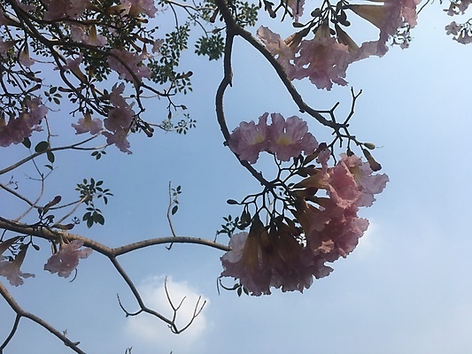 포토 JPG 해외이미지 나무 식물 계절 공원 꽃잎 꽃 분홍색 백그라운드 잎 꽃무늬 태국 자연 하늘 열대 그림자 풍경 사람없음 야외 목재 초록색 여름 파란색 햇빛 환경 정원 봄 벚꽃 흰색 나뭇가지 신선 개화 숲 내추럴 해외포토 공공시설 아시아 컬러 무늬 재료 태양 생태계 파일형식 이미지허브