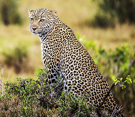 포토 JPG 해외이미지 주간 한마리 야생동물 앉기 사람없음 야외 아웃포커스 육식동물 표범 해외포토 자연요소 동물 1 포유류 모션 촬영기법 파일형식 이미지허브