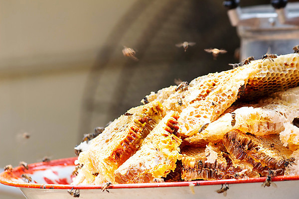 포토 JPG 해외이미지 직업 아시아 음식 백그라운드 농업 오렌지 자연 세포 따뜻함 건강 동양인 사람없음 약 농장 갈색 노란색 수확 신선 머리빗 업무 액체 달콤 맛 묘사 유기농 질감 꿀 벌집 내추럴 밀랍 방법 양봉 양봉장 왁스 해외포토 웰빙 나라 산업 컬러 컨셉 과일 의학 인종 미용용품 작업 생태계 파일형식 이미지허브