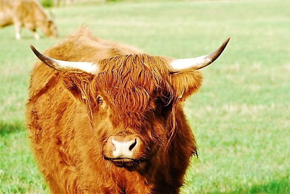 포토 JPG 해외이미지 동물 얼굴 농업 포유류 자연 뿔 사람없음 야외 초록색 농장 갈색 머리 시골 소 닫기 내추럴 밭일 해외포토 산업 컬러 모션 신체부위 생태계 파일형식 이미지허브