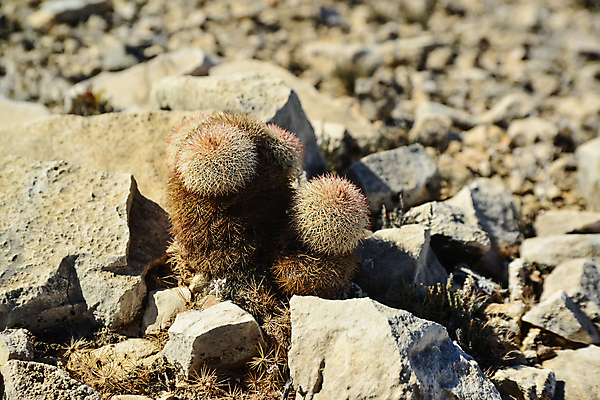 포토 JPG 해외이미지 식물 꽃 분홍색 백그라운드 무지개 자연 날씨 선인장 건조 사람없음 컬러풀 사막 신선 뜨거움 가시 냄비 정상 척추 고슴도치 내추럴 해외포토 자연요소 컬러 포유류 뼈 솥 생태계 파일형식 이미지허브