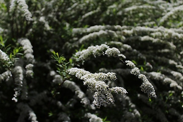 포토 JPG 해외이미지 식물 꽃 꽃무늬 자연 사람없음 4월 내추럴 해외포토 무늬 날짜 생태계 파일형식 이미지허브