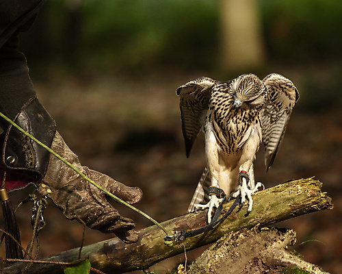 포토 JPG 해외이미지 동물 야생동물 스포츠 백그라운드 날개 청소년 자연 조류 사람없음 컬러풀 갈색 머리 가을 흰색 먹이 왕 깃털 사냥 부리 육식동물 사냥꾼 기르기 해외포토 직업 계절 컬러 사람 신체부위 생태계 돌봄 파일형식 이미지허브
