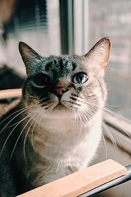 포토 JPG 해외이미지 동물 1 응시 포즈 오렌지 장난 휴식 짧은머리 털 사람없음 파란색 반려동물 노란색 맑음 고양이 회색 흰색 잠 정상 작음 담요 크림 부드러움 솜털 생강 거짓말 주목 해외포토 헤어스타일 시선 컬러 컨셉 채소 과일 포유류 날씨 감각 크기 파일형식 이미지허브