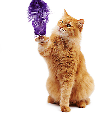 포토 JPG 해외이미지 한마리 포즈 앉기 사람없음 반려동물 갈색 고양이 깃털 흰배경 앞발 앞발든 해외포토 동물 1 컬러 백그라운드 포유류 모션 흰색 파일형식 이미지허브