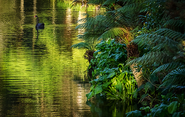 포토 JPG 해외이미지 동물 1 공원 호수 야생동물 가족 자연 조류 종류 사람없음 물 강 평화 환경 검은색 수영 침묵 시골 연못 행운 우아함 닫기 깃털 싱글 꼬리 부리 백조 목 멸종 물새 동물상 양치류 웅장함 특별함 해외포토 자연요소 공공시설 컬러 컨셉 관계 모션 신체부위 조형물 소리 수상스포츠 생태계 파일형식 이미지허브