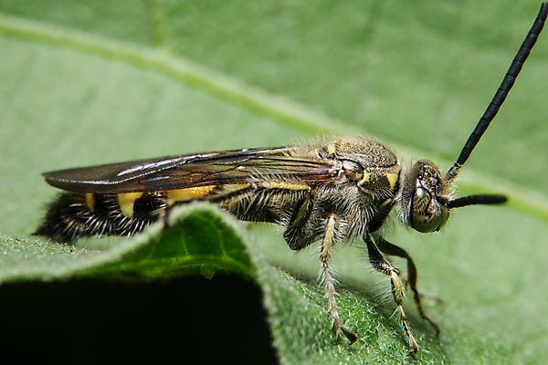 포토 JPG 해외이미지 식물 동물 곤충 백그라운드 잎 사람없음 초록색 벌레 해외포토 컬러 파일형식 이미지허브