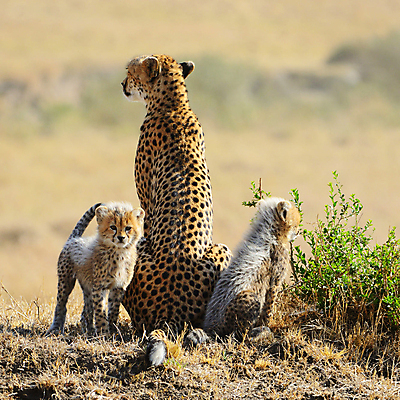 포토 JPG 해외이미지 주간 야생동물 새끼 가족 세마리 앉기 사람없음 야외 아웃포커스 육식동물 치타 해외포토 자연요소 동물 포유류 관계 모션 촬영기법 3 파일형식 이미지허브
