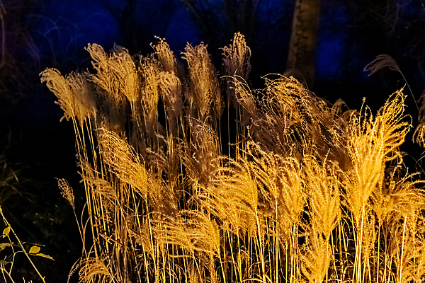 포토 JPG 해외이미지 식물 백그라운드 밭 하늘 사람없음 장식 빛 황혼 일몰 시골 황금 볏짚 시리얼 묘사 해외포토 음식 농업 노을 짚 파일형식 이미지허브