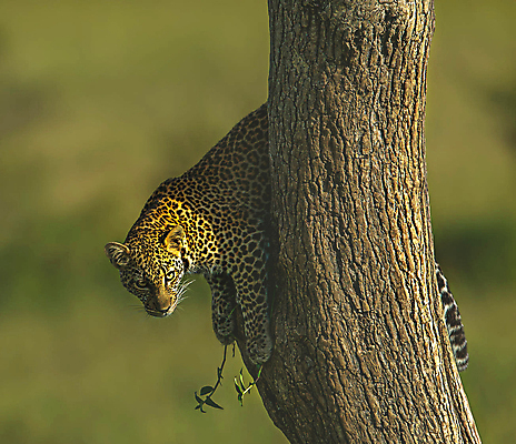 포토 JPG 해외이미지 주간 나무 한마리 야생동물 매달리기 사람없음 야외 아웃포커스 눕기 육식동물 표범 해외포토 자연요소 식물 동물 1 포유류 모션 촬영기법 파일형식 이미지허브