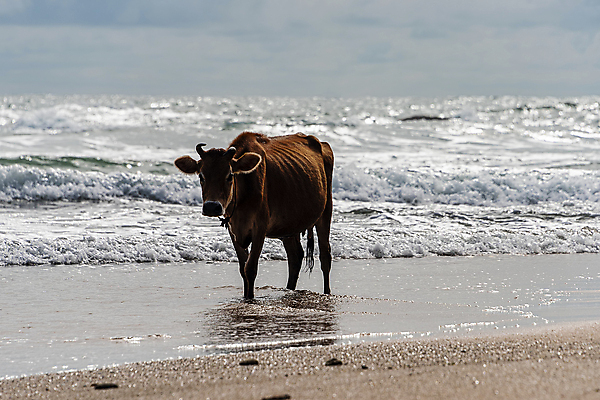 포토 JPG 해외이미지 동물 밧줄 모래 파도 바다 여행 백그라운드 농업 포유류 자연 하늘 휴가 뿔 풍경 사람없음 야외 물 여름 파란색 농장 갈색 걷기 침묵 흰색 소 군중 인도인 암초 인도양 무료 스리랑카 힌두교 해외포토 자연요소 외국인 계절 산업 아시아 종교 줄 컬러 모션 사람 동양인 소리 생태계 파일형식 이미지허브