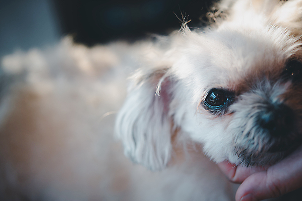 포토 JPG 해외이미지 한마리 손 응시 실내 아웃포커스 신체부위 귀여움 강아지 애견미용 애견미용사 믹스견 해외포토 1 시선 컨셉 촬영기법 사람 내부 반려동물 뷰티 개 미용사 파일형식 이미지허브