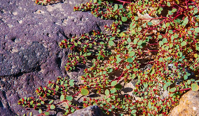 포토 JPG 해외이미지 나무 식물 꽃 야생동물 분홍색 여행 백그라운드 북아메리카 꽃무늬 자연 날씨 선인장 건조 풍경 사람없음 초록색 물 컬러풀 세계 보라색 미국 사막 뜨거움 액체 냄비 숲 척추 내추럴 해외포토 자연요소 동물 컬러 무늬 뼈 아메리카 솥 생태계 파일형식 이미지허브