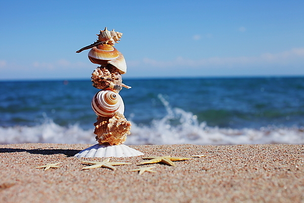 포토 JPG 해외이미지 주간 모래 불가사리 해변 사람없음 야외 조개껍데기 해외포토 자연요소 바다 조개 극피동물 파일형식 이미지허브