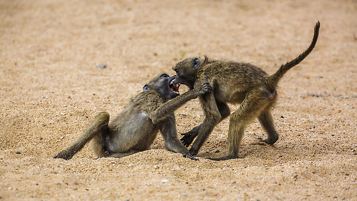 포토 JPG 해외이미지 동물 야생동물 포즈 2 포유류 아프리카 자연 파노라마 국립공원 사람없음 원숭이 황무지 보호 사파리 싸움 남아프리카 보츠와나 보호구역 해외포토 공원 나라 컨셉 모션 촬영기법 생태계 구역 파일형식 이미지허브