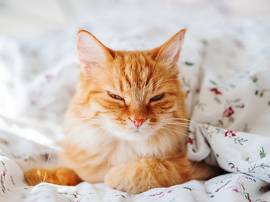 포토 JPG 해외이미지 한마리 휴식 실내 사람없음 반려동물 햇빛 고양이 이불 침대 낮잠 시트 반려묘 해외포토 동물 1 가구 컨셉 포유류 침구 내부 태양 잠 파일형식 이미지허브