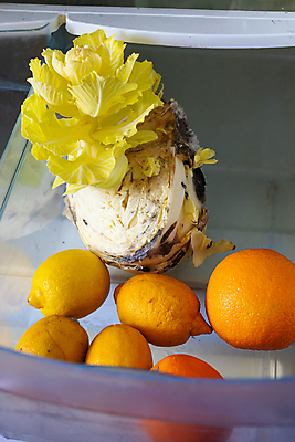 포토 JPG 해외이미지 음식 과학 채소 오렌지 과일 주택 건강 사람없음 주방 버섯 장비 흰색 오픈 상품 위험 레몬 가득함 유기농 생물학 양배추 감염 냉장고 수납 불쾌함 낭비 나쁜 곰팡이 썩음 해로움 해외포토 웰빙 교육 감정 컬러 컨셉 건물 가전제품 파일형식 이미지허브