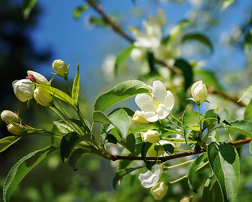 포토 JPG 해외이미지 나무 식물 계절 꽃잎 꽃 백그라운드 잎 자연 사람없음 초록색 여름 정원 봄 벚꽃 흰색 나뭇가지 개화 체리 사과 해외포토 컬러 과일 생태계 파일형식 이미지허브