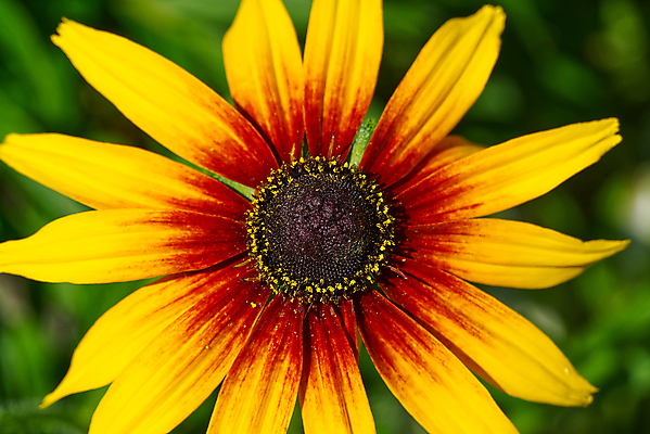 포토 JPG 해외이미지 식물 꽃잎 꽃 백그라운드 꽃무늬 밭 오렌지 자연 해바라기 사람없음 여름 컬러풀 노란색 정원 봄 활발 개화 닫기 원예 데이지 내추럴 캐모마일 해외포토 계절 컬러 컨셉 무늬 농업 과일 모션 취미 허브 생태계 파일형식 이미지허브