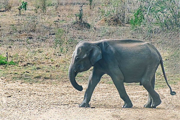 포토 JPG 해외이미지 동물 1 공원 아시아 호수 야생동물 여행 포유류 아프리카 자연 코끼리 서기 동양인 사람없음 야외 물 강 달리기 환경 힘 산책 회색 황무지 보호 군중 큼 사파리 싱글 먼지 상아 멸종 내추럴 사바나 생태학 스리랑카 전국 해외포토 자연요소 공공시설 교육 나라 컬러 컨셉 모션 휴식 사람 인종 크기 생태계 파일형식 이미지허브
