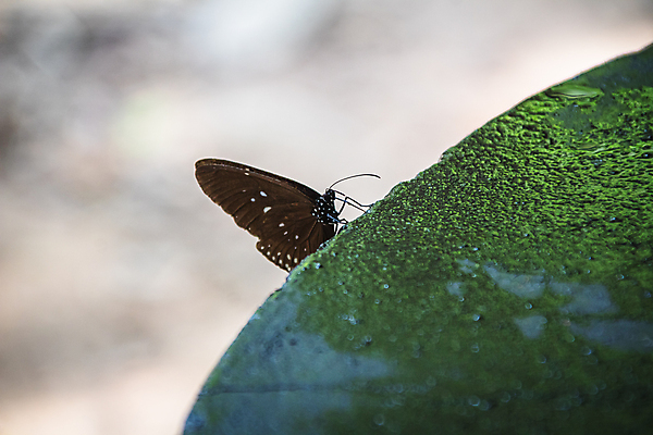 포토 JPG 해외이미지 식물 동물 꽃 야생동물 나비 곤충 백그라운드 잎 꽃무늬 날개 자연 벽지 아침 사람없음 야외 초록색 물 여름 파란색 컬러풀 노란색 환경 정원 맑음 봄 폭포 성장 흰색 신선 황금 해외포토 주간 자연요소 계절 컬러 무늬 날씨 생태계 파일형식 이미지허브