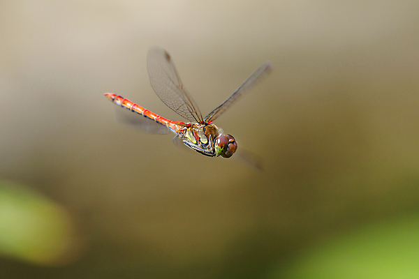 포토 JPG 해외이미지 식물 동물 여자 남자 야생동물 곤충 백그라운드 신체 날개 오렌지 자연 휴식 사람없음 야외 빨간색 초록색 여름 컬러풀 노란색 머리 용 닫기 벌레 잠자리 작음 묘사 육식동물 내추럴 동물상 해외포토 계절 컬러 컨셉 과일 모션 사람 신체부위 조형물 크기 생태계 파일형식 이미지허브
