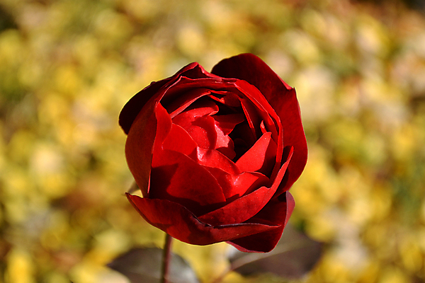 포토 JPG 해외이미지 식물 1 디자인 꽃 꽃다발 백그라운드 잎 꽃무늬 일러스트 자연 수채화 미술 사람없음 장식 빨간색 초록색 여름 장미 노란색 디지털 봄 수확 벚꽃 가을 흰색 이슬 배열 그림 복고 고립 해외포토 계절 컬러 무늬 농업 문화예술 생태계 파일형식 이미지허브