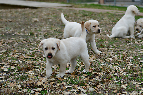 포토 JPG 해외이미지 가족 놀이 실험 사람없음 농장 개 리트리버 강아지 쓰레기 래브라도리트리버 혀 사냥개 언니 기르기 남동생 해외포토 농업 포유류 관계 반려동물 입 자매 동생 돌봄 파일형식 이미지허브