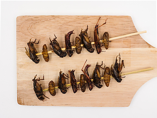 포토 JPG 해외이미지 아시아 음식 곤충 다이어트 태국 건조 요리 동양인 사람없음 식사 튀김 맛 벌레 먹기 애벌레 칼로리 메뚜기 단백질 영양분 이국적 특별함 해외포토 동물 나라 컨셉 모션 건강 인종 영양소 파일형식 이미지허브